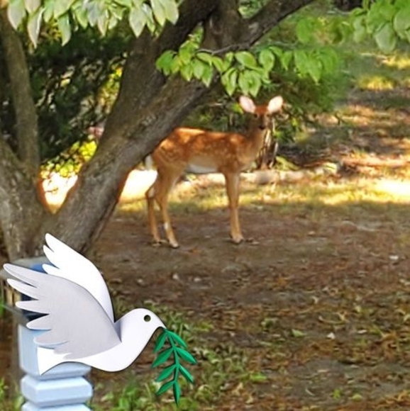 Meet your Posher, Joyce - Picture 1 of 1